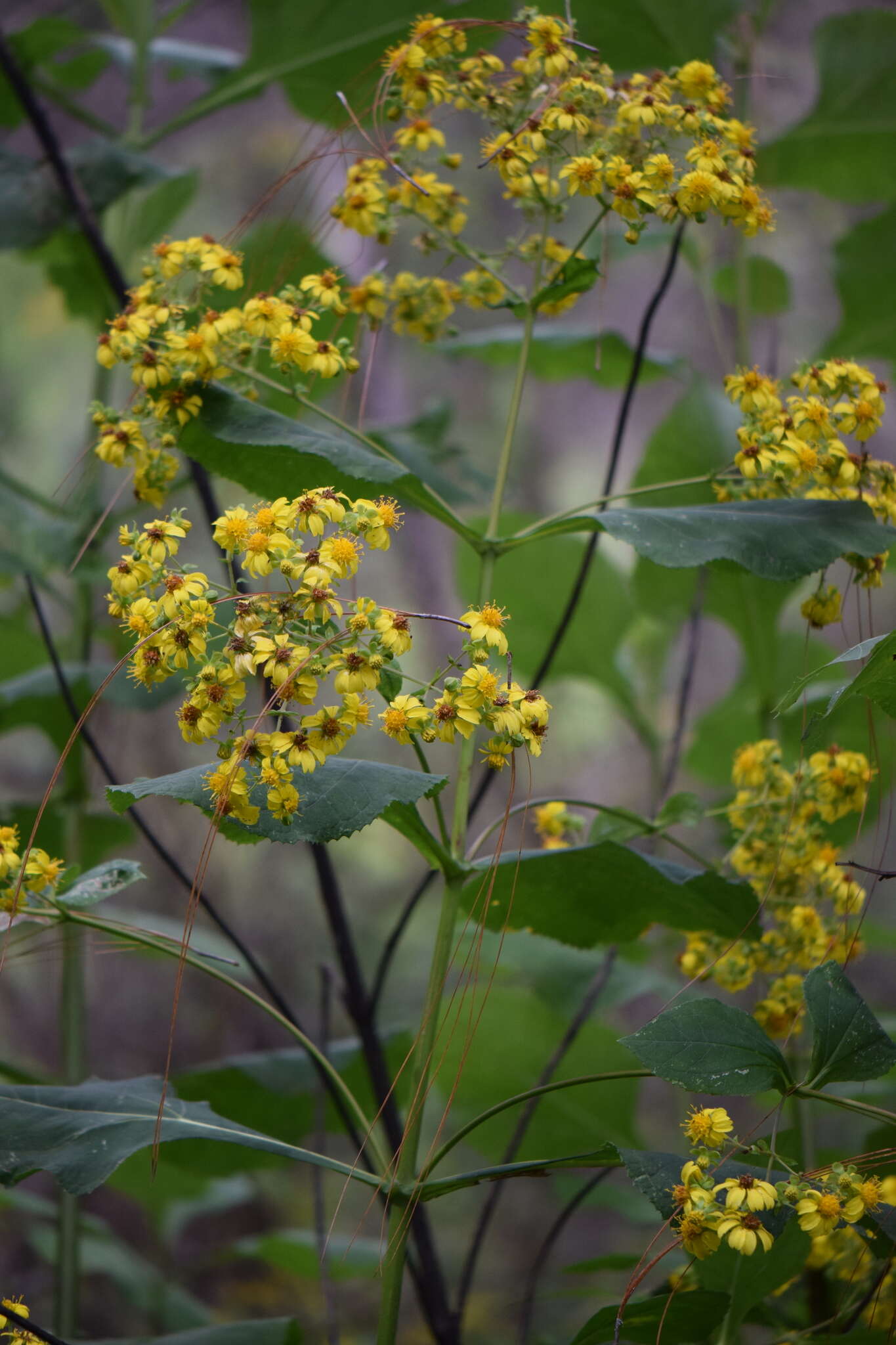 Image of Rumfordia floribunda DC.