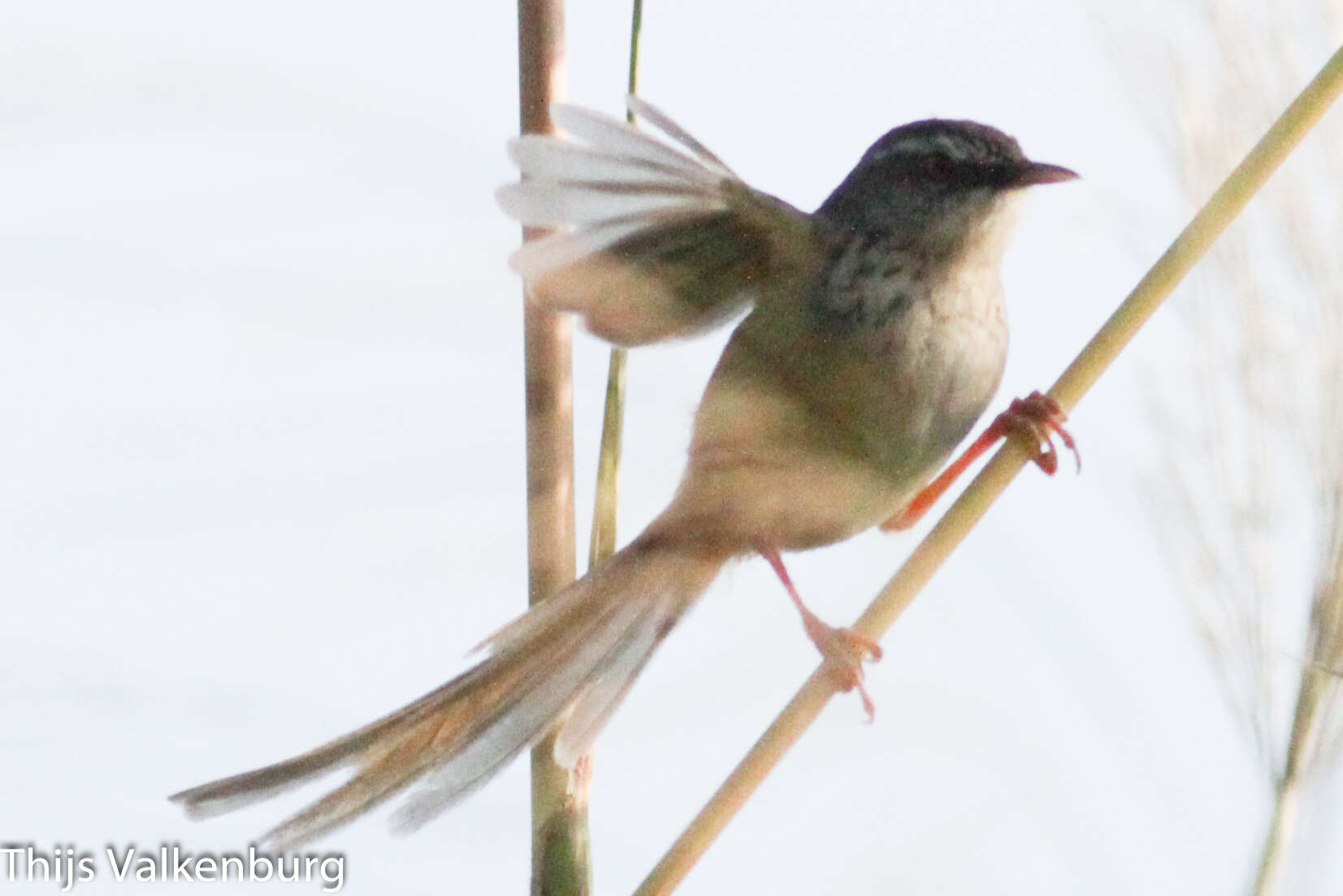 Image of Hill Prinia