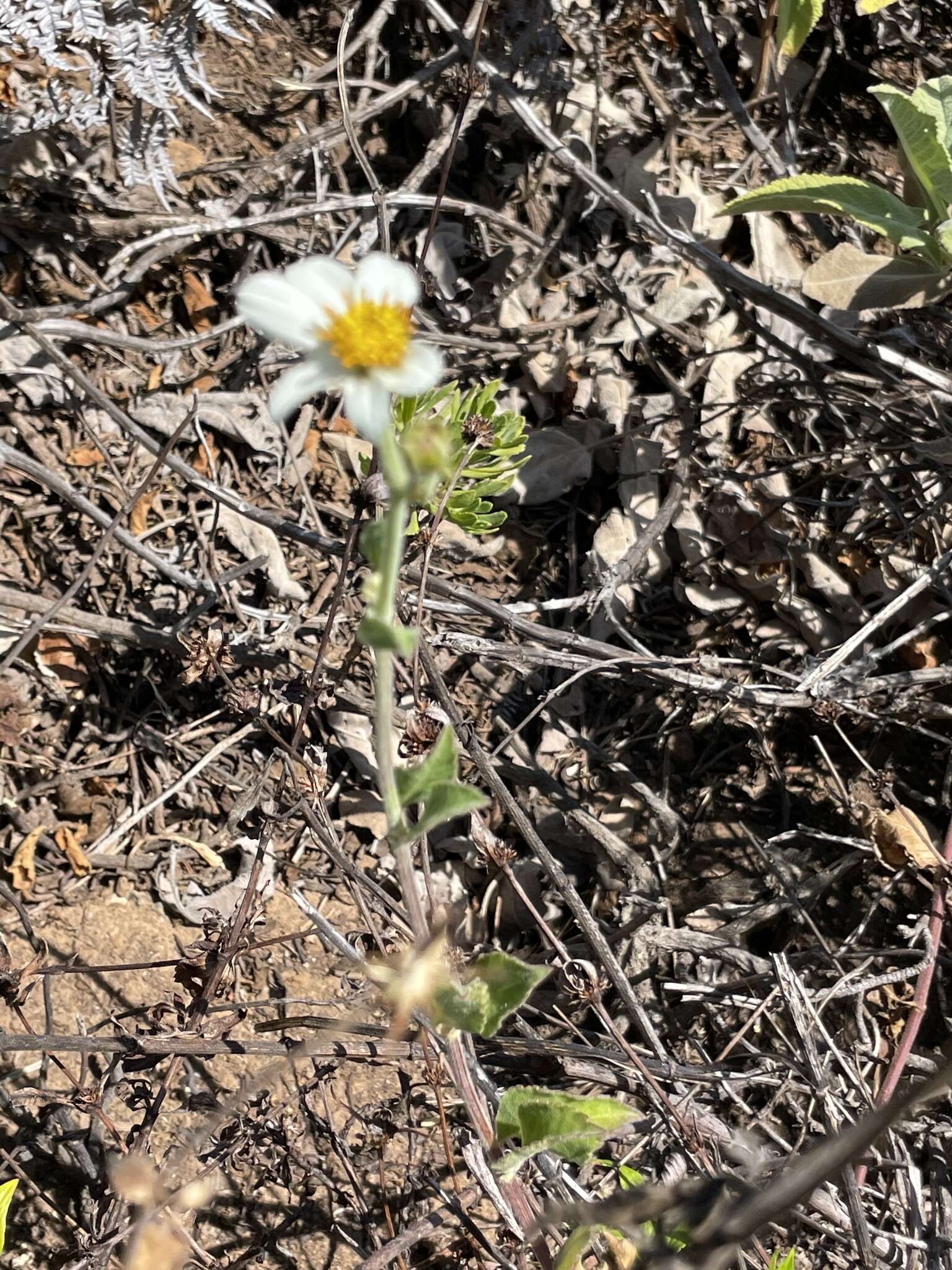 Image of Bidens socorrensis R. Moran & G. A. Levin