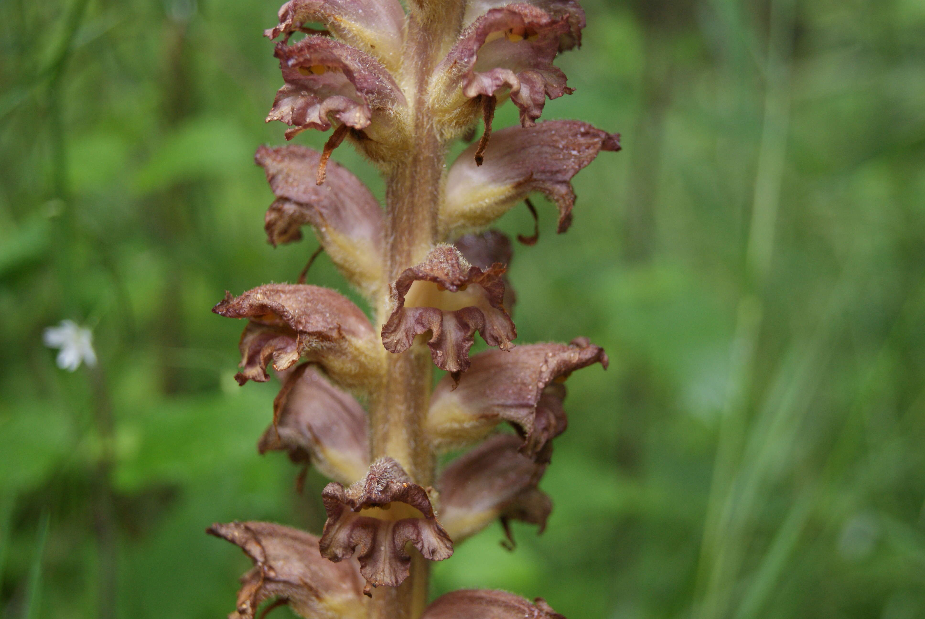 Image of greater broomrape