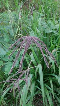 Image de Paspalum virgatum L.