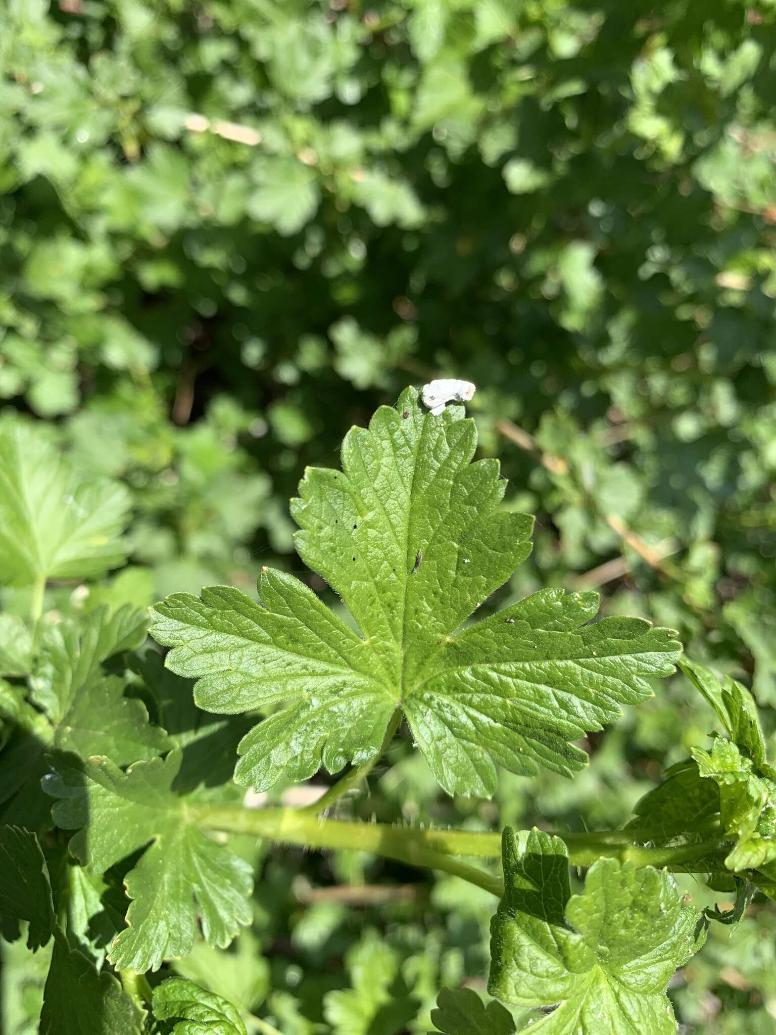 Image of whitestem gooseberry