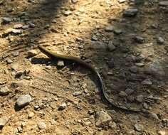 Image of Taylor's Ground Skink