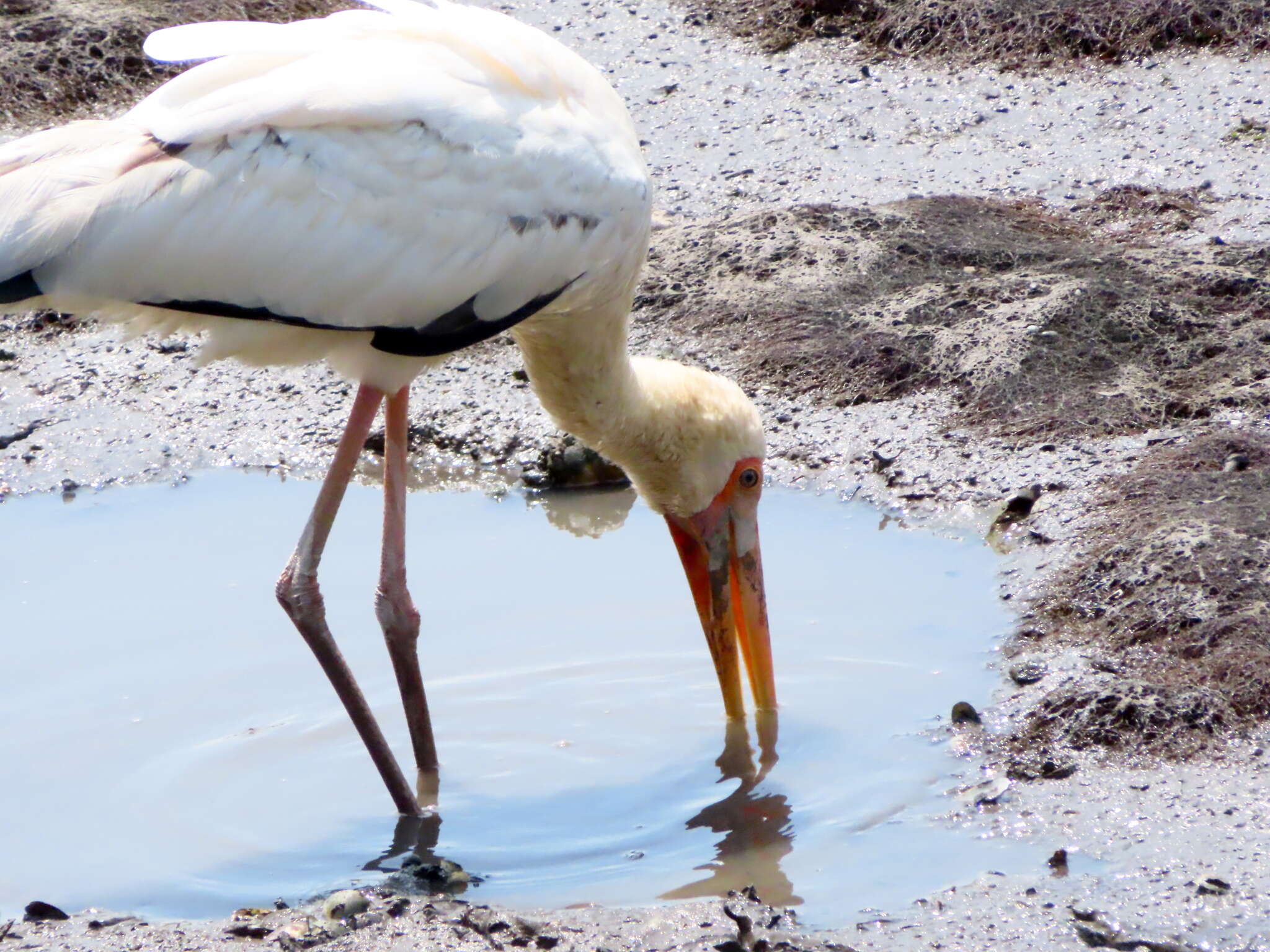 Image of Milky Stork