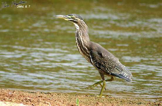 Image of Green-backed Heron