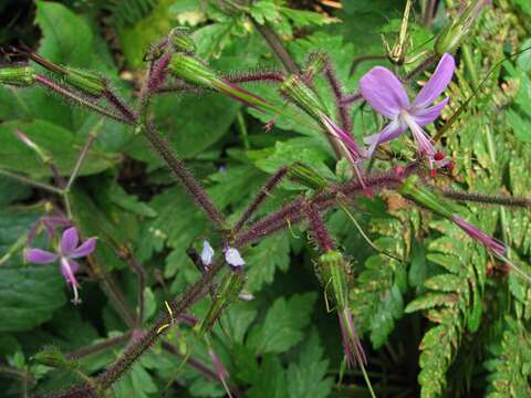 Image of Geranium reuteri Aedo & Muñoz Garm.