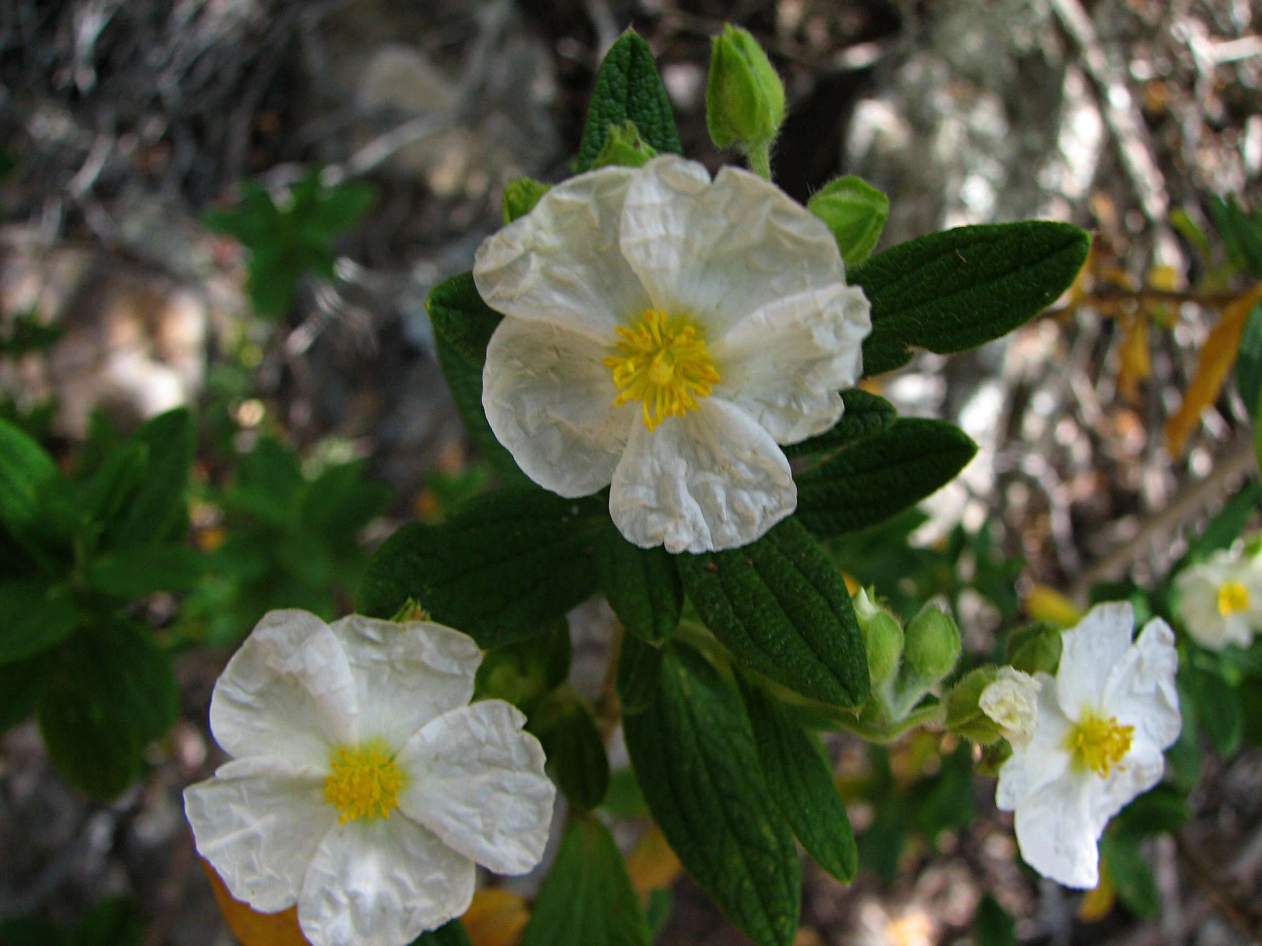 Imagem de Cistus monspeliensis L.