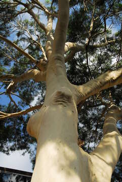 Image of lemonscented gum