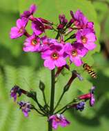 Plancia ëd Primula japonica A. Gray