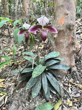 Image de Paphiopedilum purpuratum (Lindl.) Stein