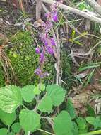 Слика од Plectranthus bojeri (Benth.) Hedge