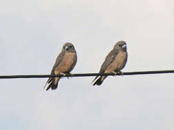 Image of Ashy Wood Swallow