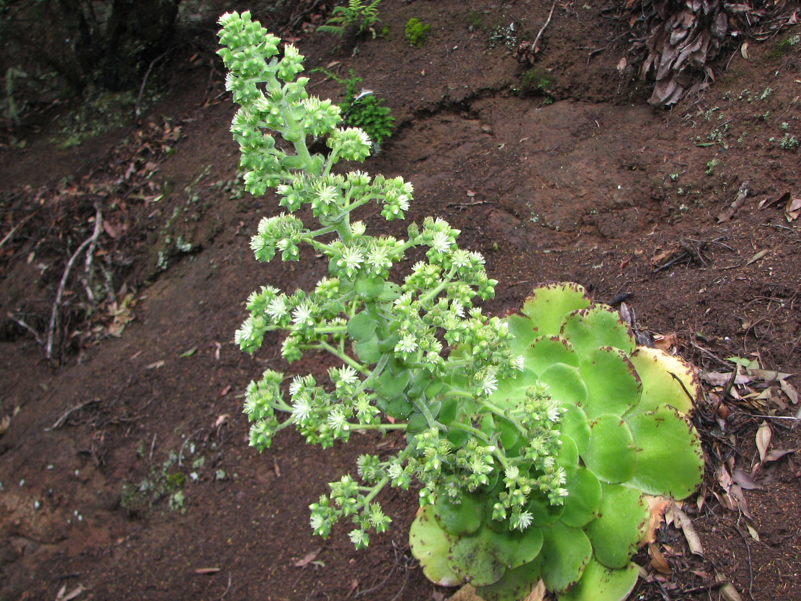 Image of Aeonium canariense (L.) Webb & Berth.