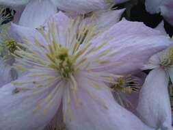 Image of Himalayan Clematis