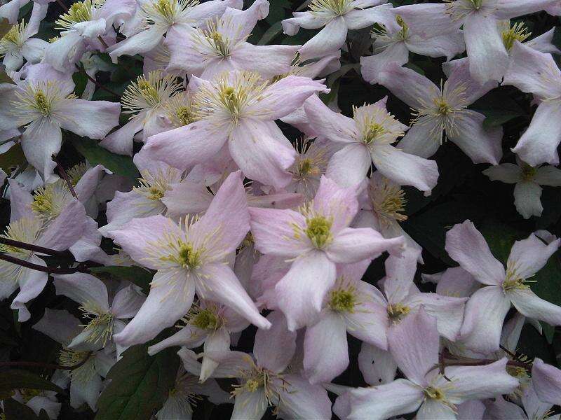 Image of Himalayan Clematis