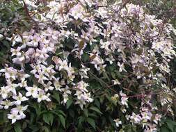 Image of Himalayan Clematis