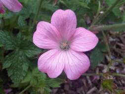 Imagem de Geranium endressii J. Gay