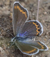 Image of <i>Plebejus fridayi</i>