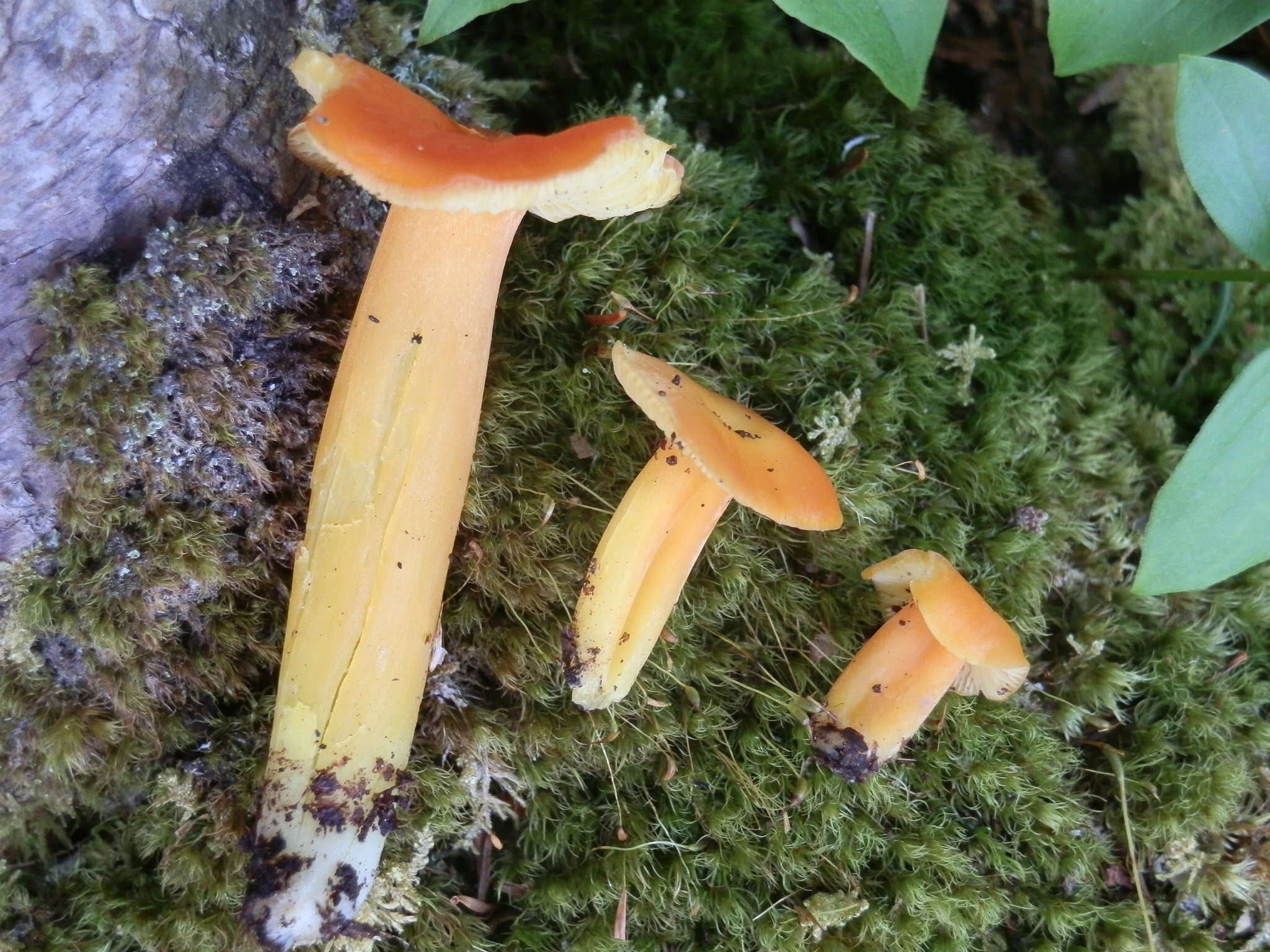 Слика од Hygrocybe aurantiosplendens R. Haller Aar. 1954