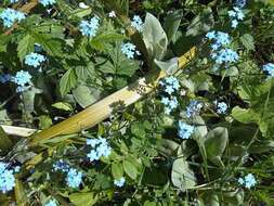 Image of field forget-me-not