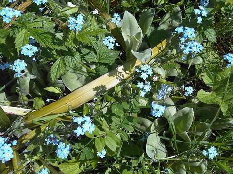 野勿忘草的圖片