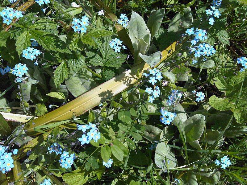 Image of field forget-me-not