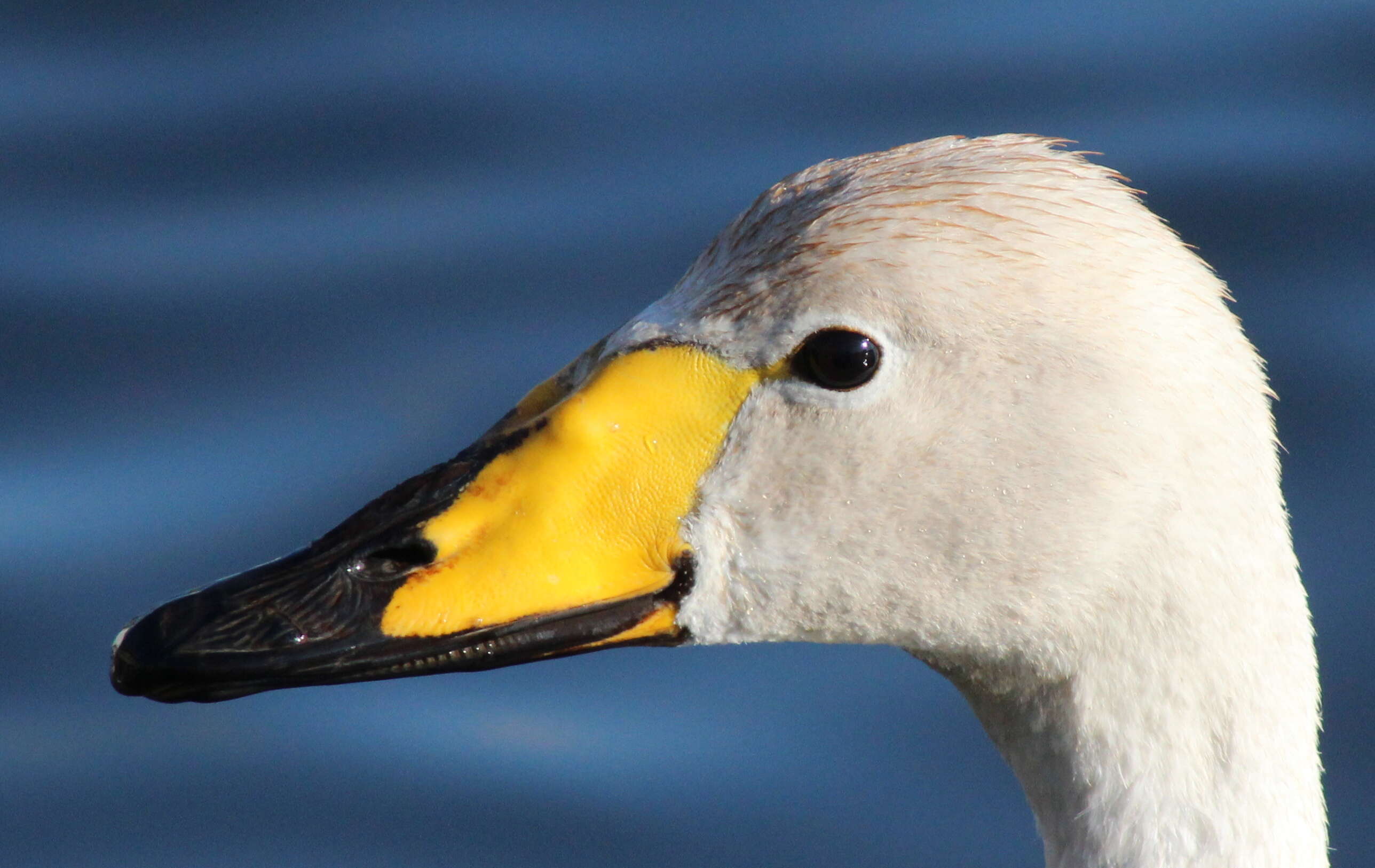 Image of Whooper Swan