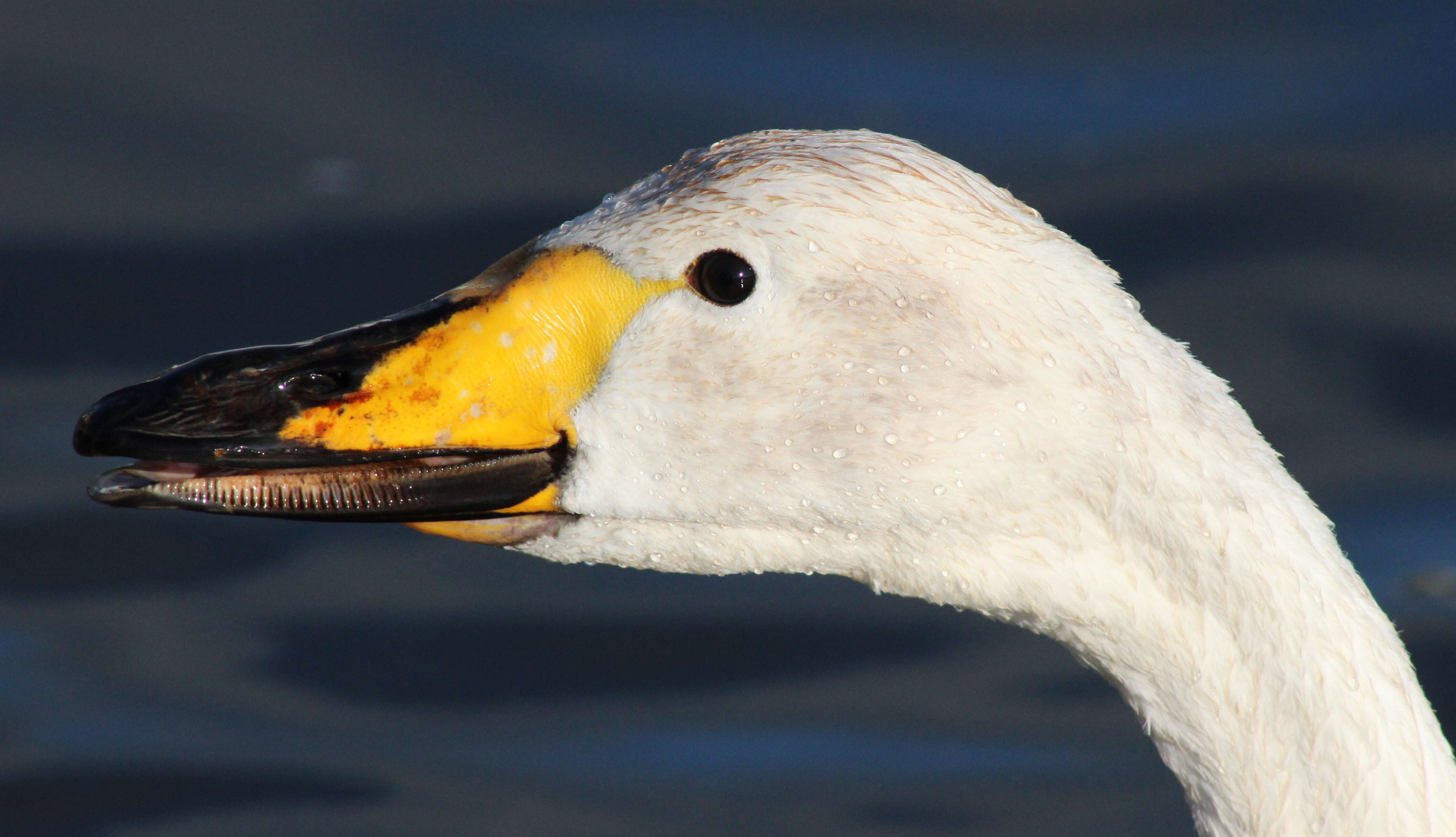 Image of Whooper Swan