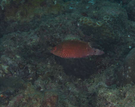 Image of Snooty wrasse