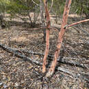 Image de Eucalyptus thozetiana F. Müll. ex R. T. Baker