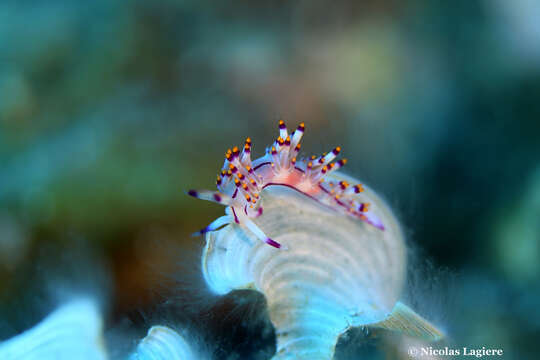 Coryphellina rubrolineata O'Donoghue 1929 resmi