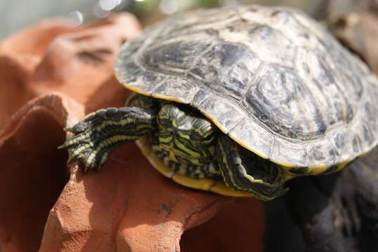 Image of Cumberland slider