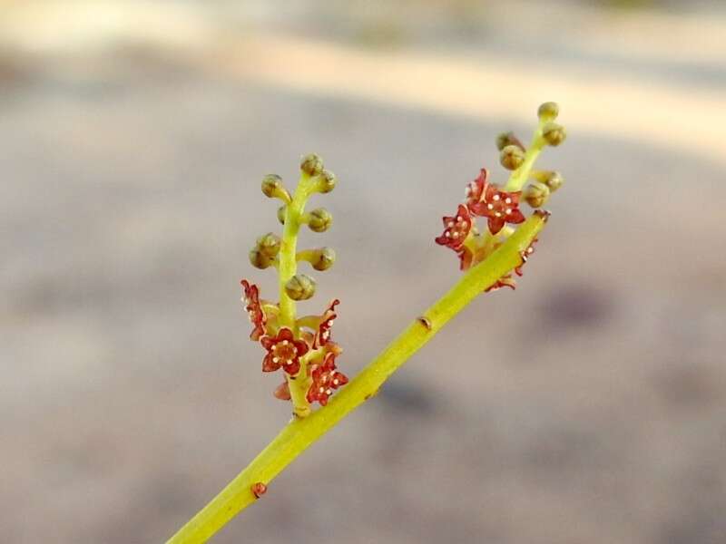 Image of Leptomeria acida R. Br.