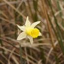 Image of Narcissus nevadensis