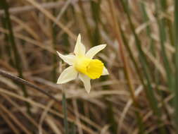 Image of Narcissus nevadensis