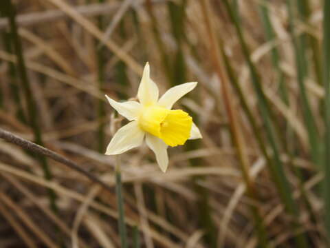 Image of Narcissus nevadensis