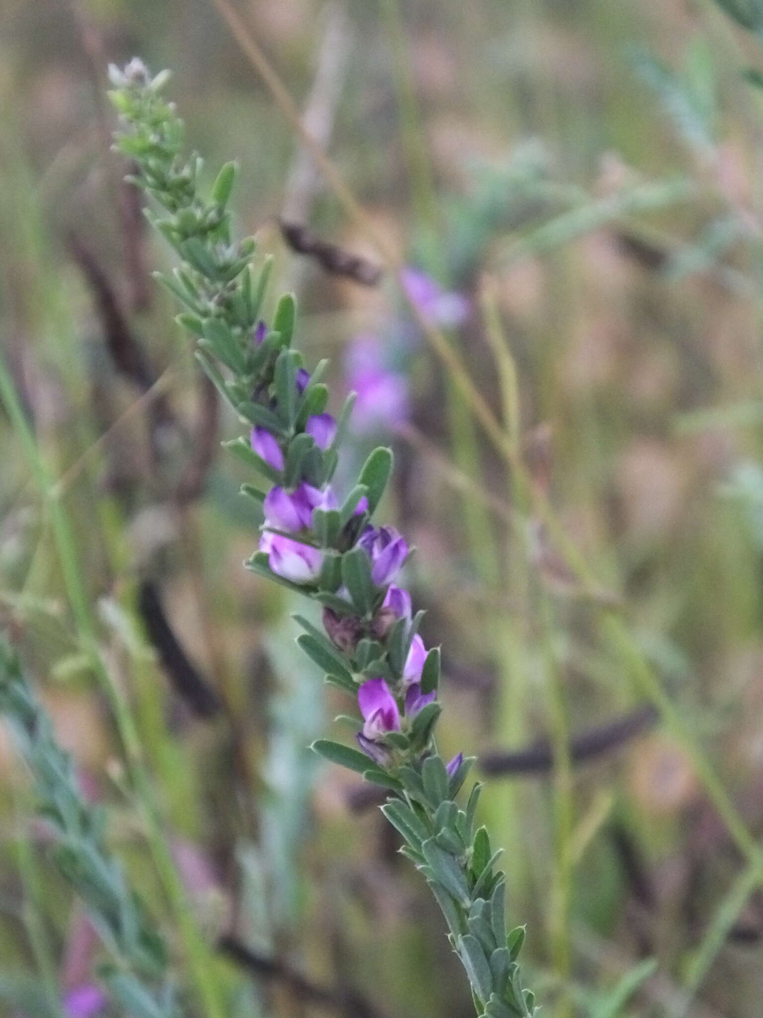 <i>Lespedeza lichiyuniae</i> resmi