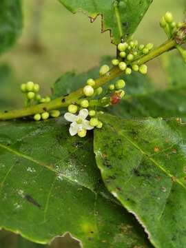 Image de Ilex lamprophylla Standl.