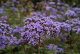 Imagem de Ageratum houstonianum Mill.