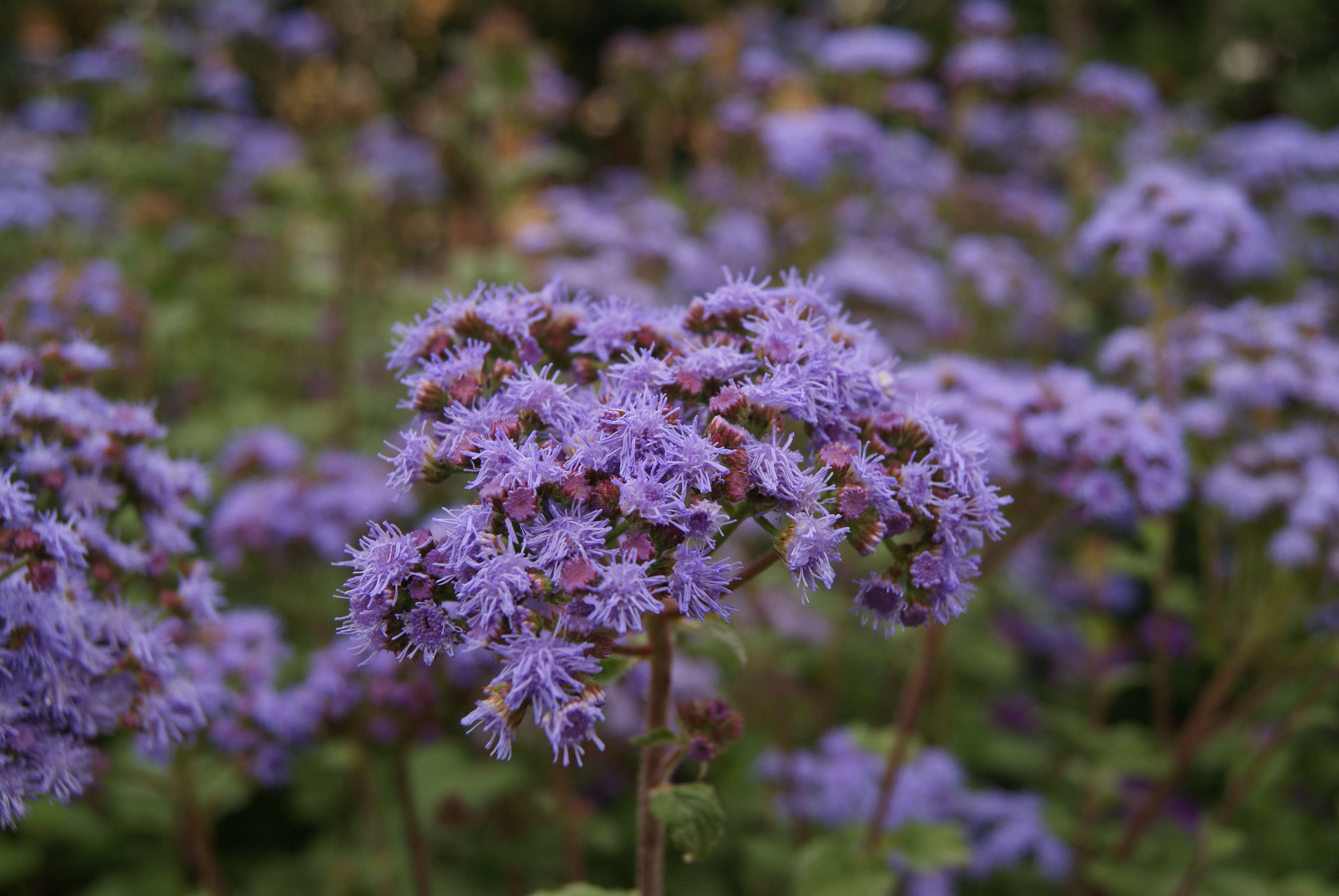 Imagem de Ageratum houstonianum Mill.