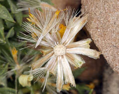 Image of stemless mock goldenweed