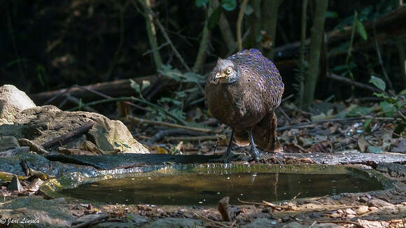 Image of Grey Peacock Pheasant