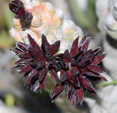 Image of Ceropegia ramosa (Masson) Bruyns