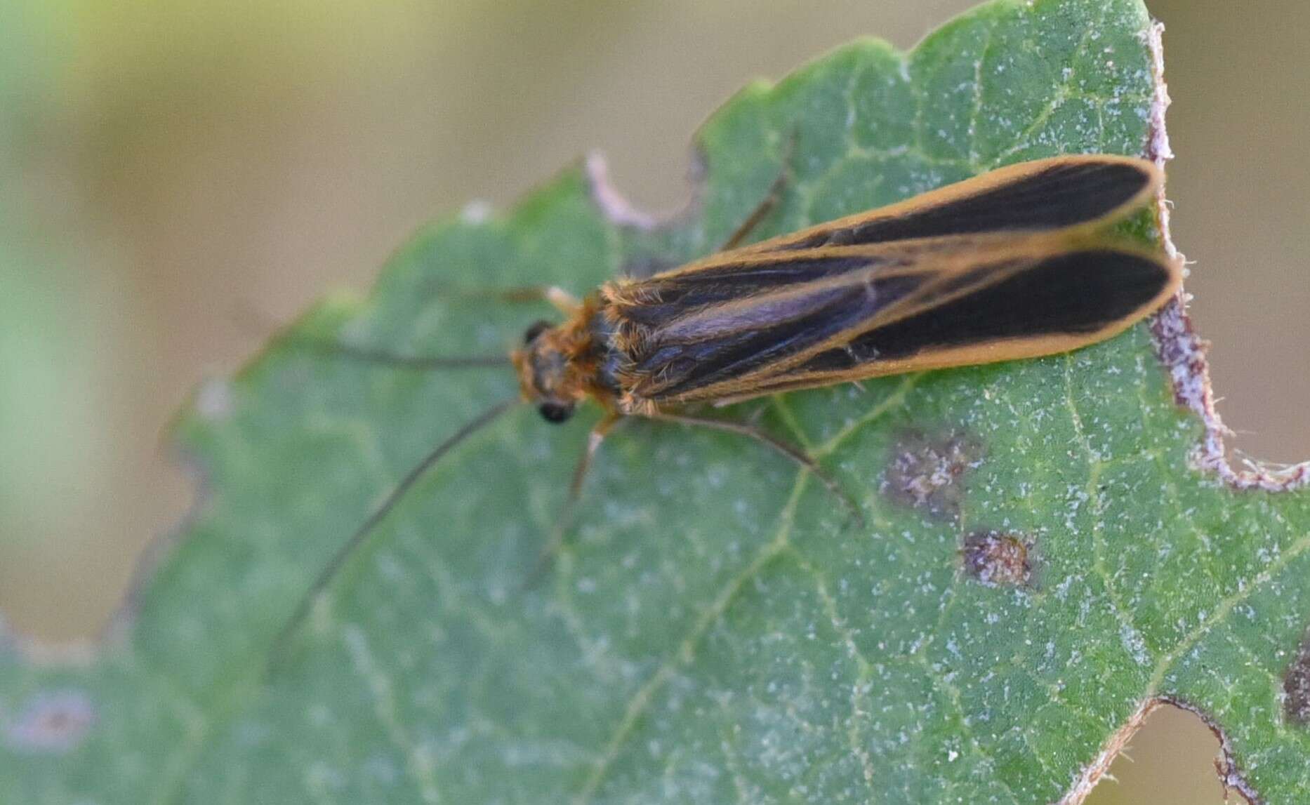 Image of Chimarra (Chimarra) marginata (Linnaeus 1767)