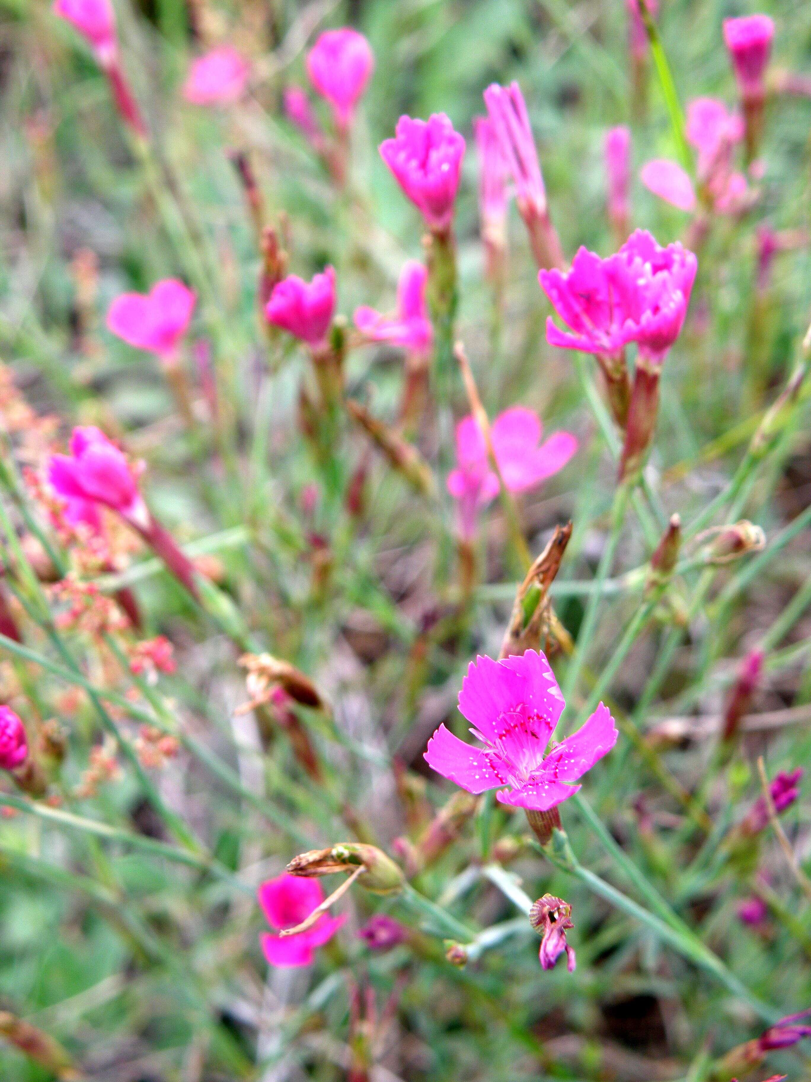 Слика од Dianthus deltoides L.