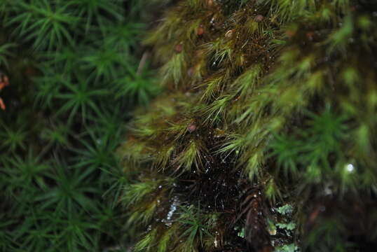 Image of Haller's bartramia moss