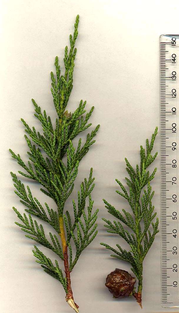 Image of Cupressus × leylandii