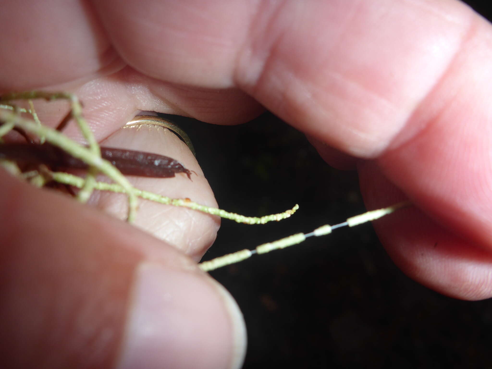 Image of Inflated Beard Lichen