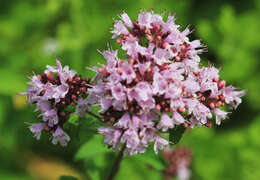 Image of oregano