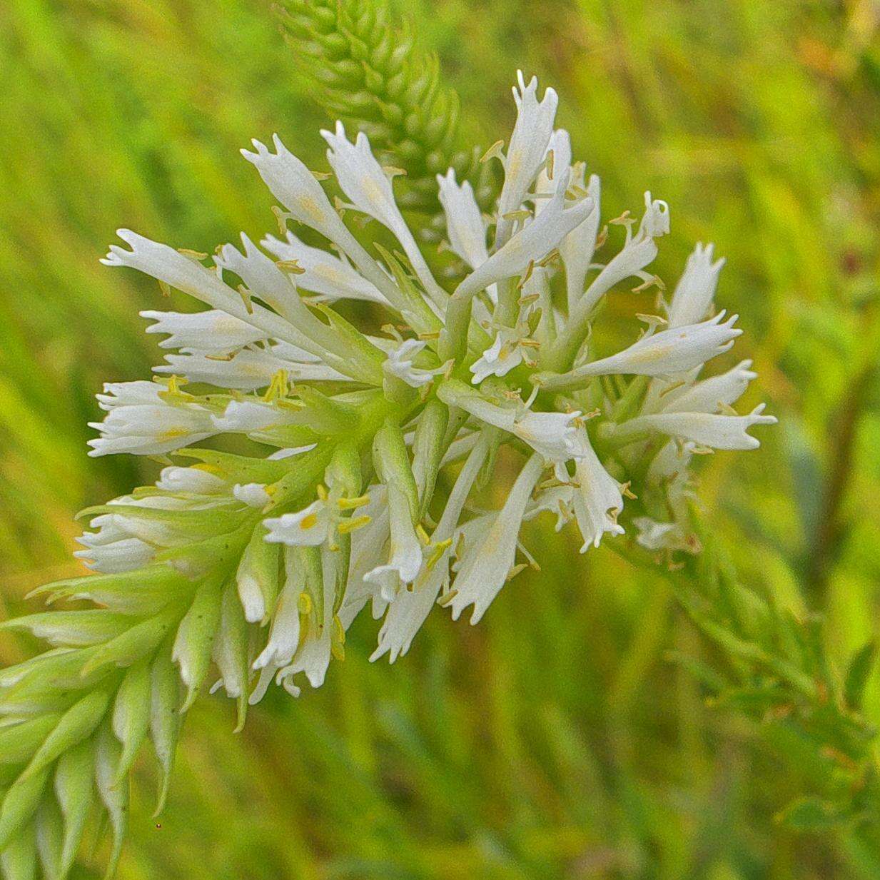 Image de Hebenstretia oatesii Rolfe